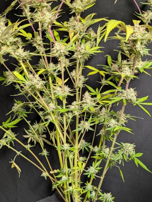 Chemical Candy Auto x3. Week 11