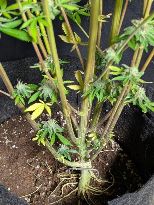 TSL2000 300W LED. Week 11