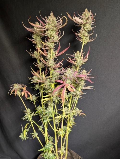 Chemical Candy Auto x3. Week 11 - 1
