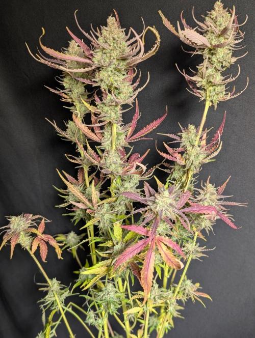 Chemical Candy Auto x3. Week 11