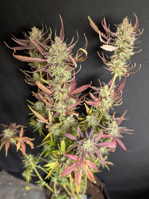 Chemical Candy Auto x3. Week 11