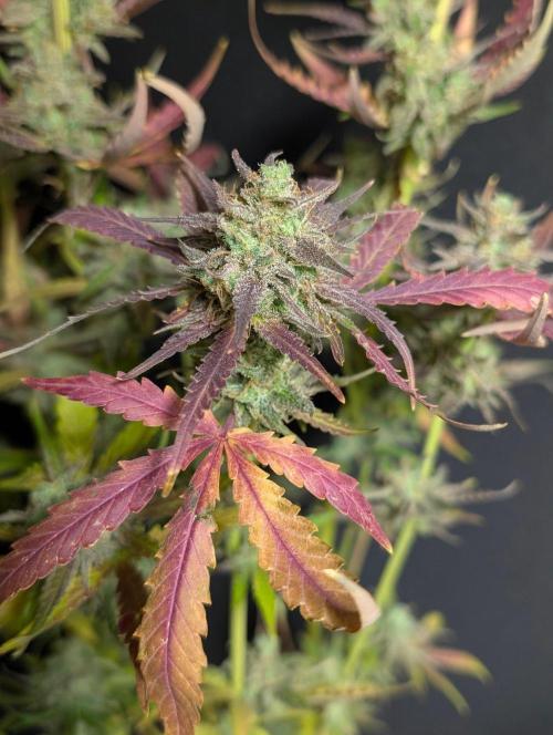 Chemical Candy Auto x3. Week 11