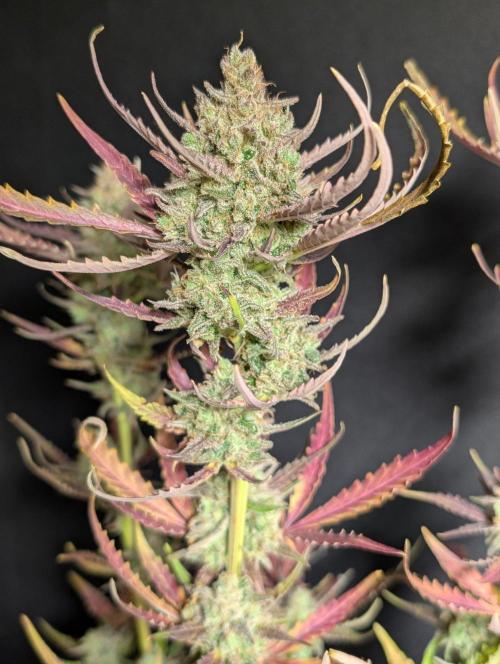 Chemical Candy Auto x3. Week 11