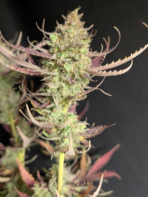 Chemical Candy Auto x3. Week 11