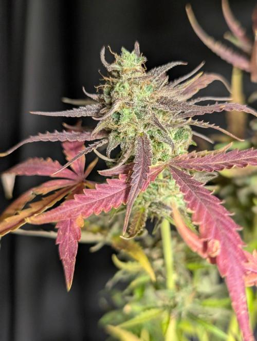 Chemical Candy Auto x3. Week 11