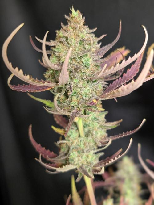 Chemical Candy Auto x3. Week 11