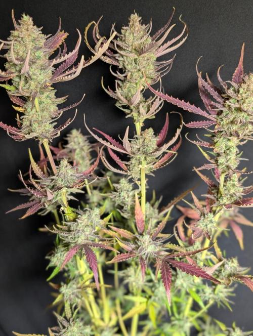 Chemical Candy Auto x3. Week 11