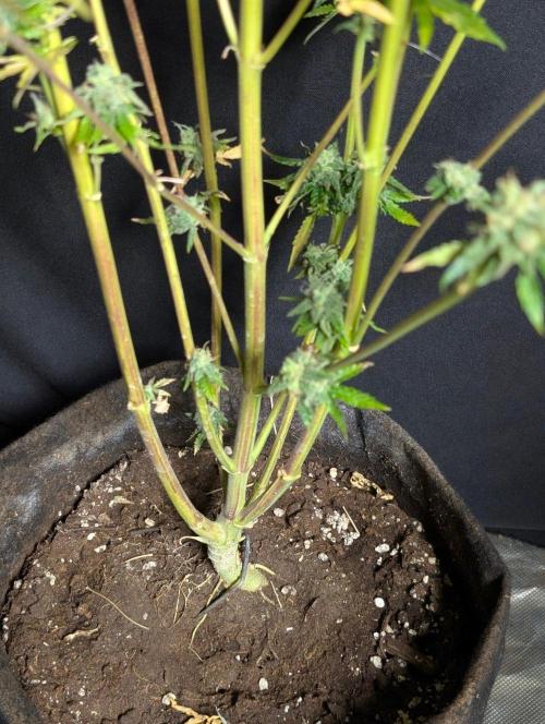 Chemical Candy Auto x3. Week 11