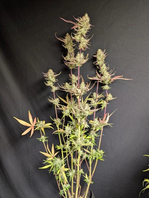 Chemical Candy Auto x3. Week 11 - 2