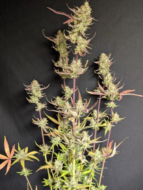 Chemical Candy Auto x3. Week 11