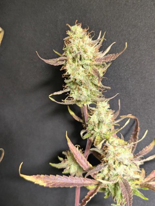 Chemical Candy Auto x3. Week 11