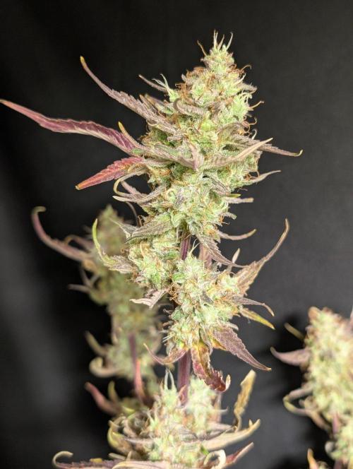Chemical Candy Auto x3. Week 11