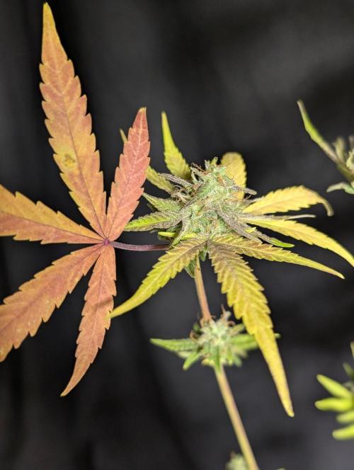 Chemical Candy Auto x3. Week 11