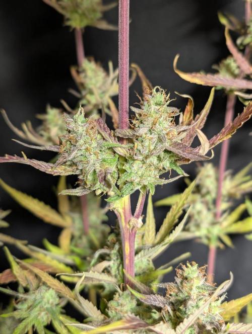 Chemical Candy Auto x3. Week 11