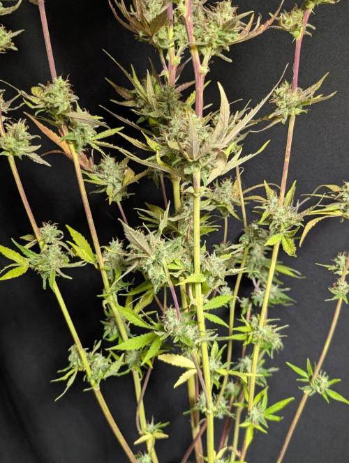 Chemical Candy Auto x3. Week 11