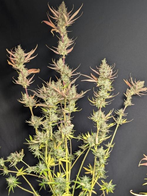 Chemical Candy Auto x3. Week 11 - 3
