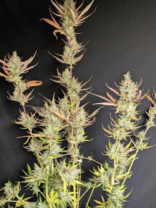 Chemical Candy Auto x3. Week 11