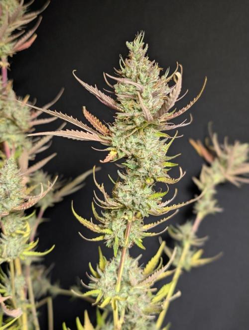 Chemical Candy Auto x3. Week 11