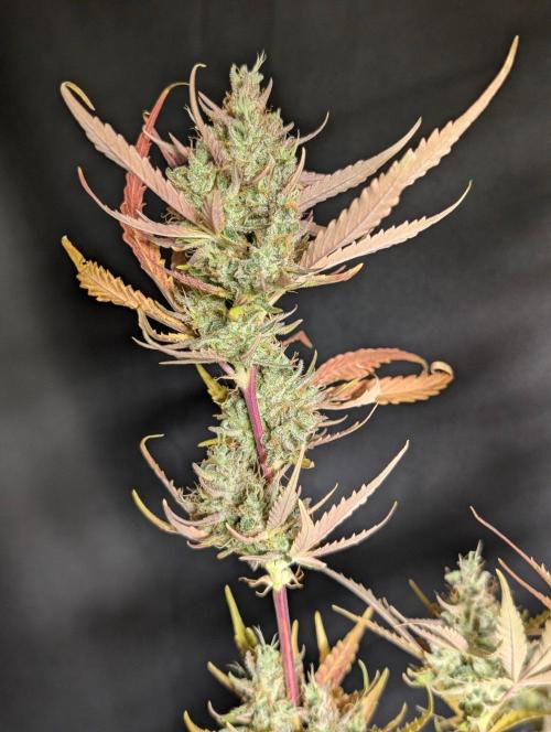 Chemical Candy Auto x3. Week 11