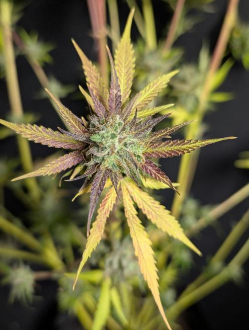 Chemical Candy Auto x3. Week 11