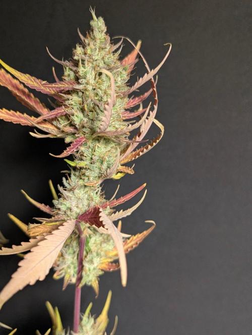 Chemical Candy Auto x3. Week 11