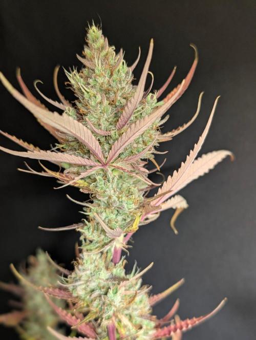 Chemical Candy Auto x3. Week 11