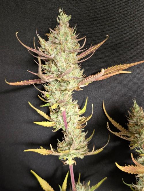 Chemical Candy Auto x3. Week 11