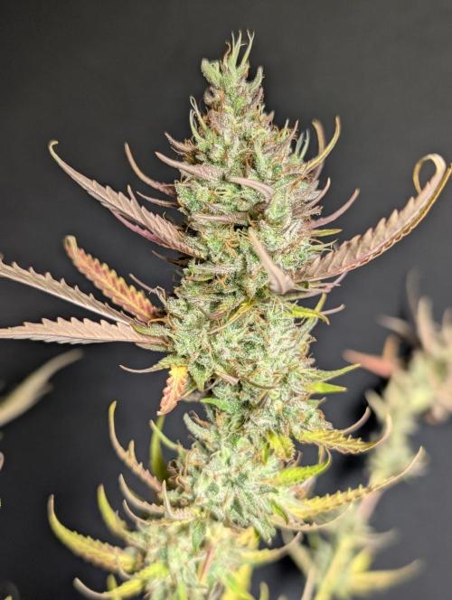 Chemical Candy Auto x3. Week 11