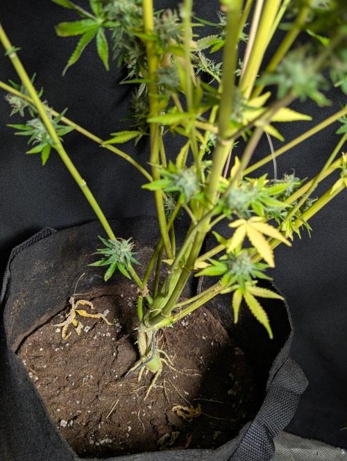 Chemical Candy Auto x3. Week 11