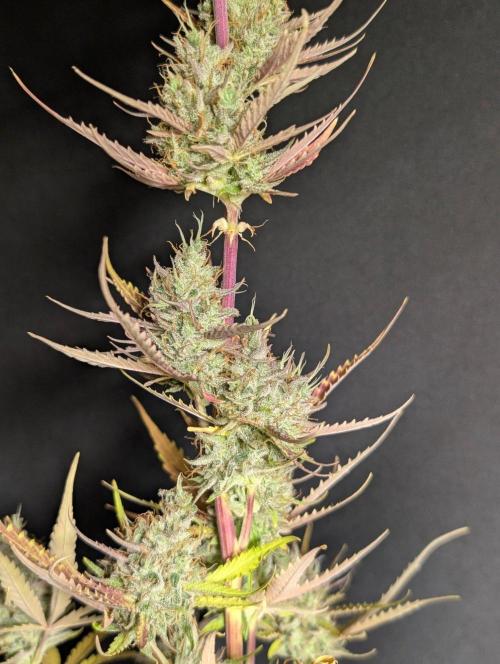 TSL2000 300W LED. Week 11