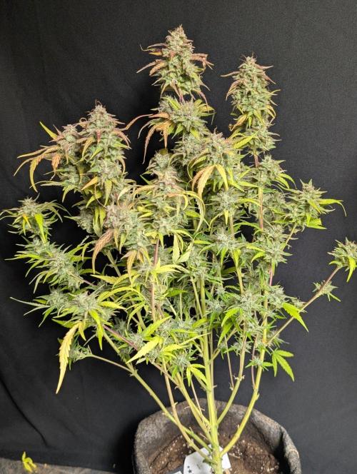 Frosted Guava Auto x3. Week 11