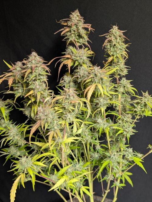 Frosted Guava Auto x3. Week 11