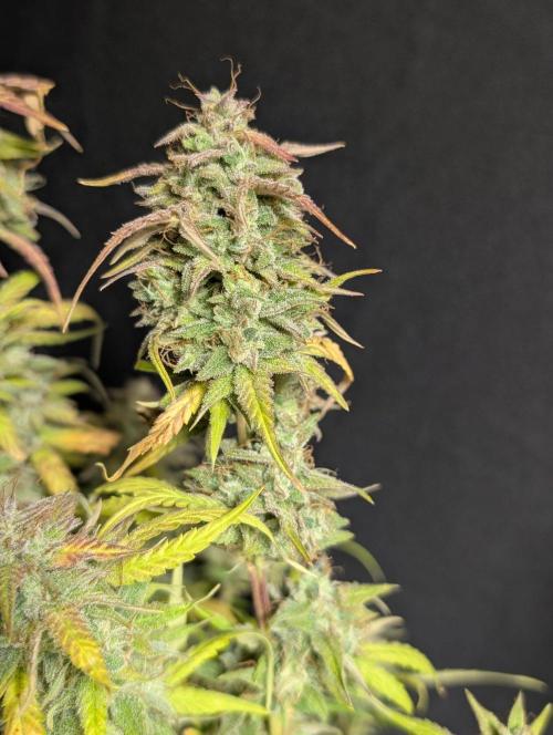 Frosted Guava Auto x3. Week 11