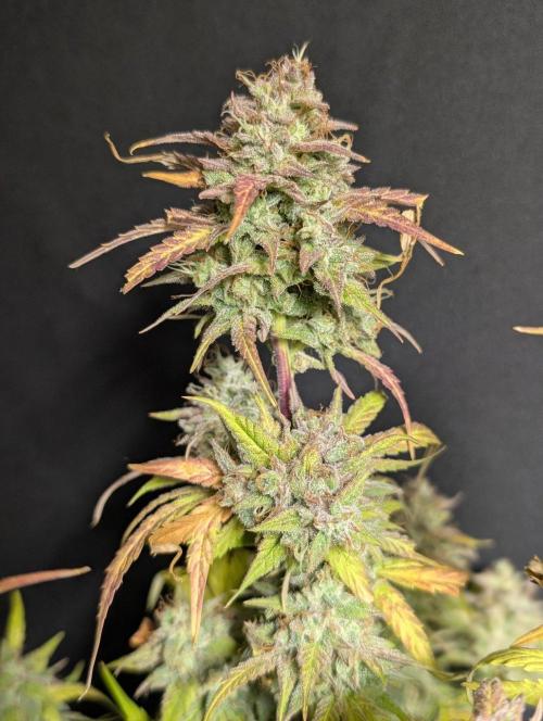 Frosted Guava Auto x3. Week 11