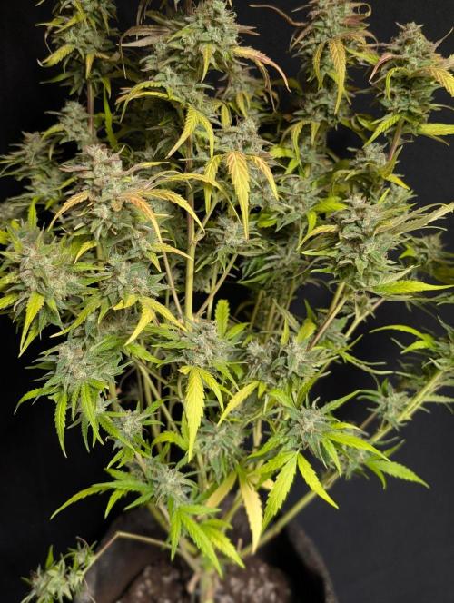 Frosted Guava Auto x3. Week 11