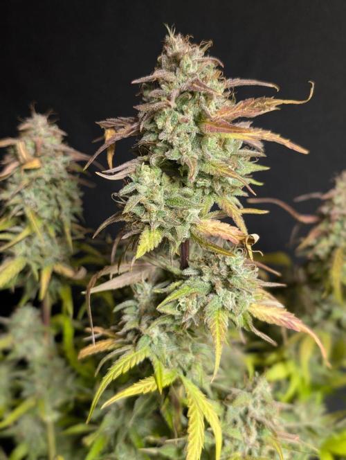 Frosted Guava Auto x3. Week 11