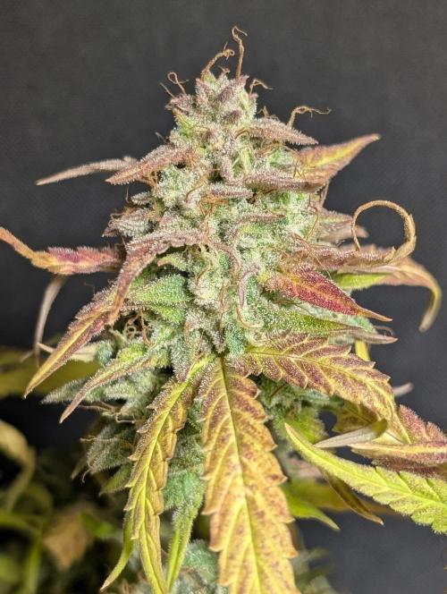 Frosted Guava Auto x3. Week 11
