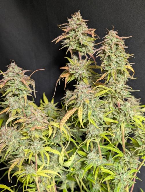 Frosted Guava Auto x3. Week 11