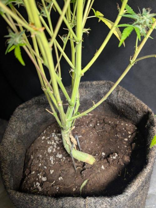 Frosted Guava Auto x3. Week 11