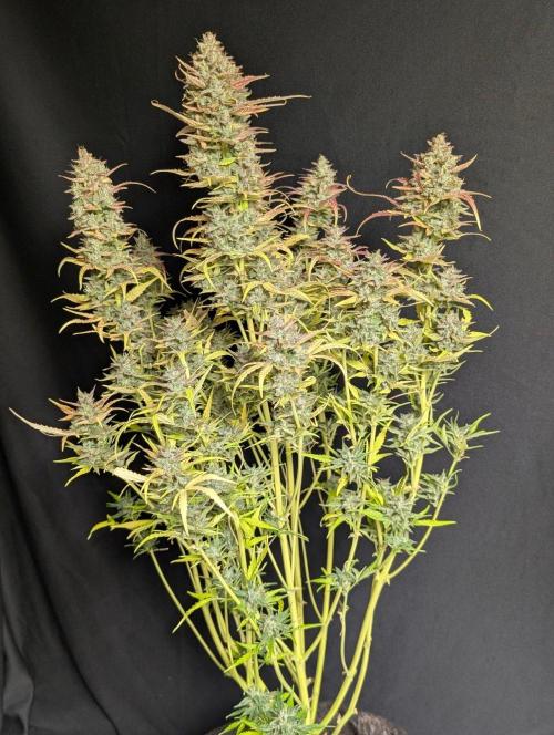Frosted Guava Auto x3. Week 11
