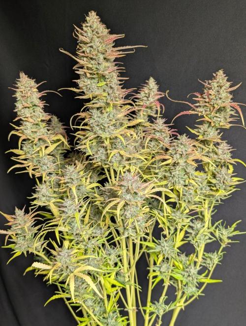 Frosted Guava Auto x3. Week 11