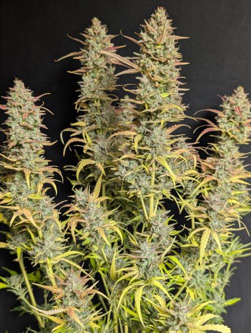 Frosted Guava Auto x3. Week 11