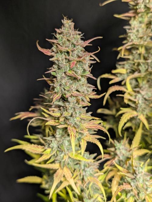 Frosted Guava Auto x3. Week 11