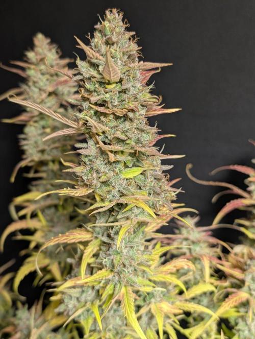 Frosted Guava Auto x3. Week 11
