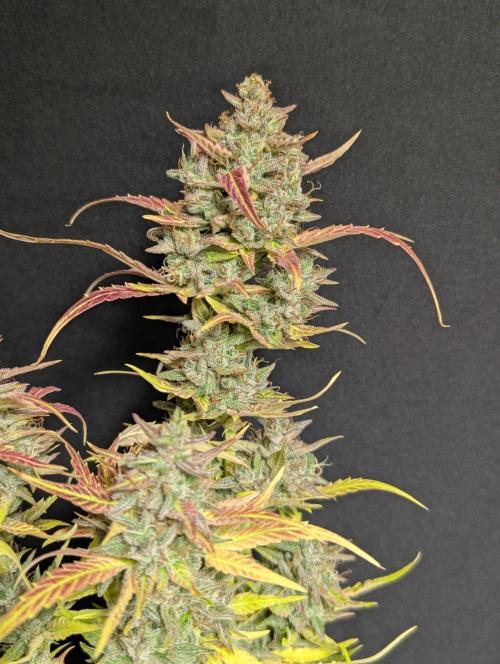 Frosted Guava Auto x3. Week 11