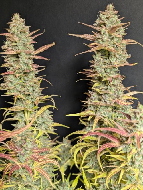 Frosted Guava Auto x3. Week 11