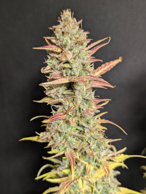 Frosted Guava Auto x3. Week 11