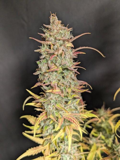 Frosted Guava Auto x3. Week 11