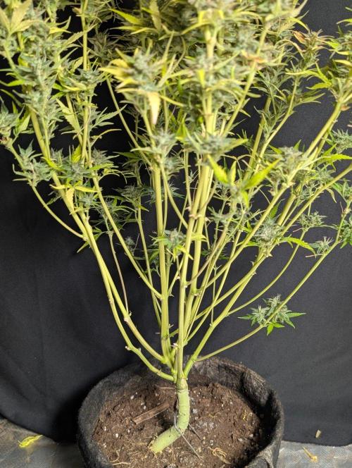 Frosted Guava Auto x3. Week 11