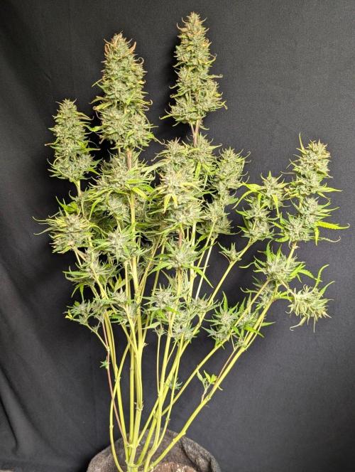 Frosted Guava Auto x3. Week 11